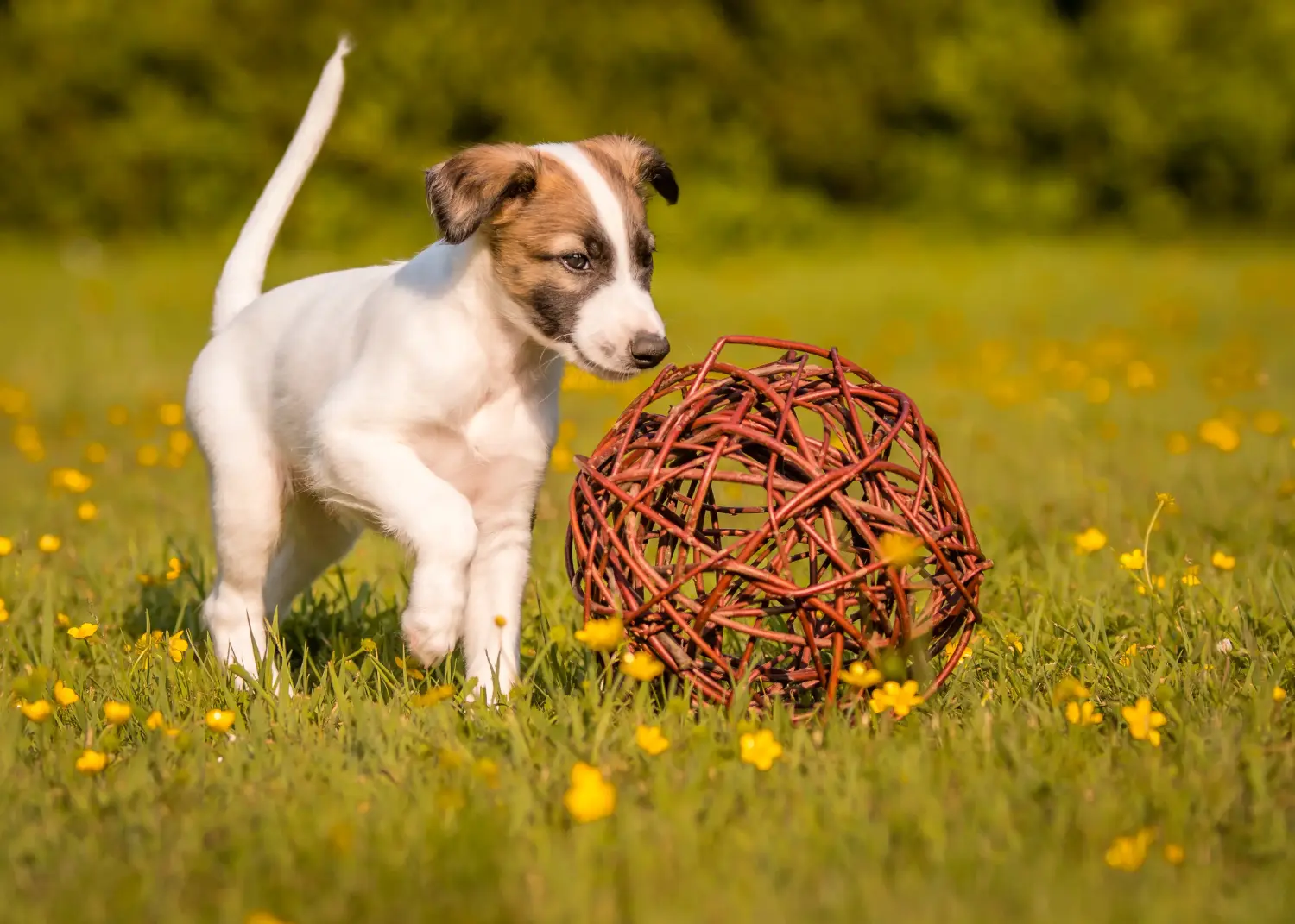 Buying a Silken Windsprite puppy means taking responsibility! Buy Silken Windsprite puppies.