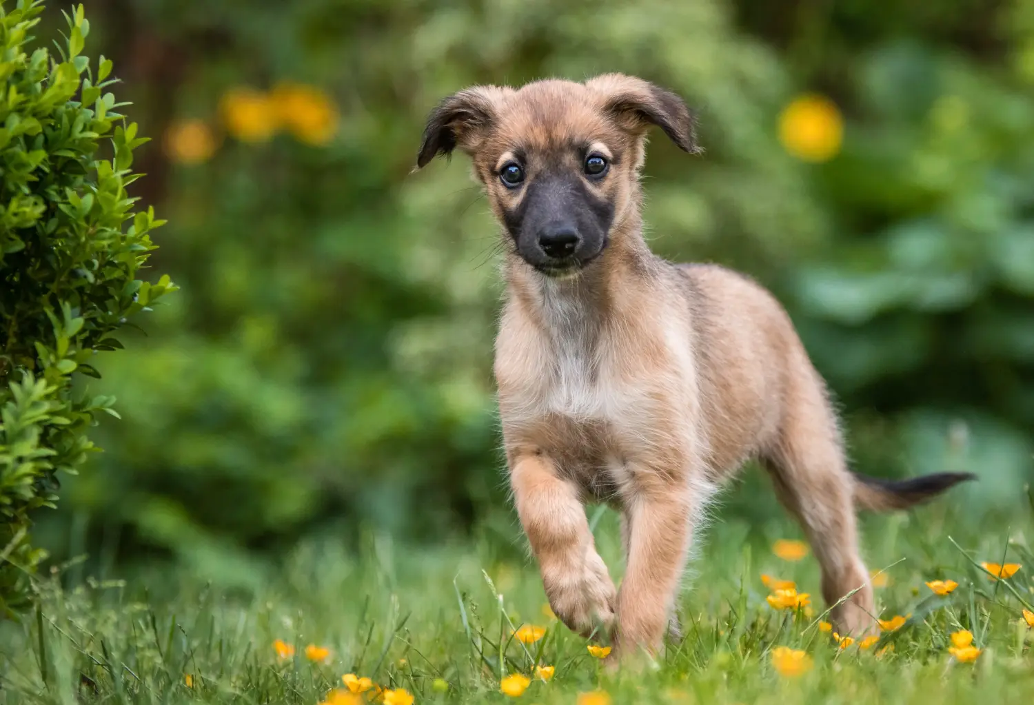 Buying a Silken Windsprite puppy means taking responsibility! Buy Silken Windsprite puppies.