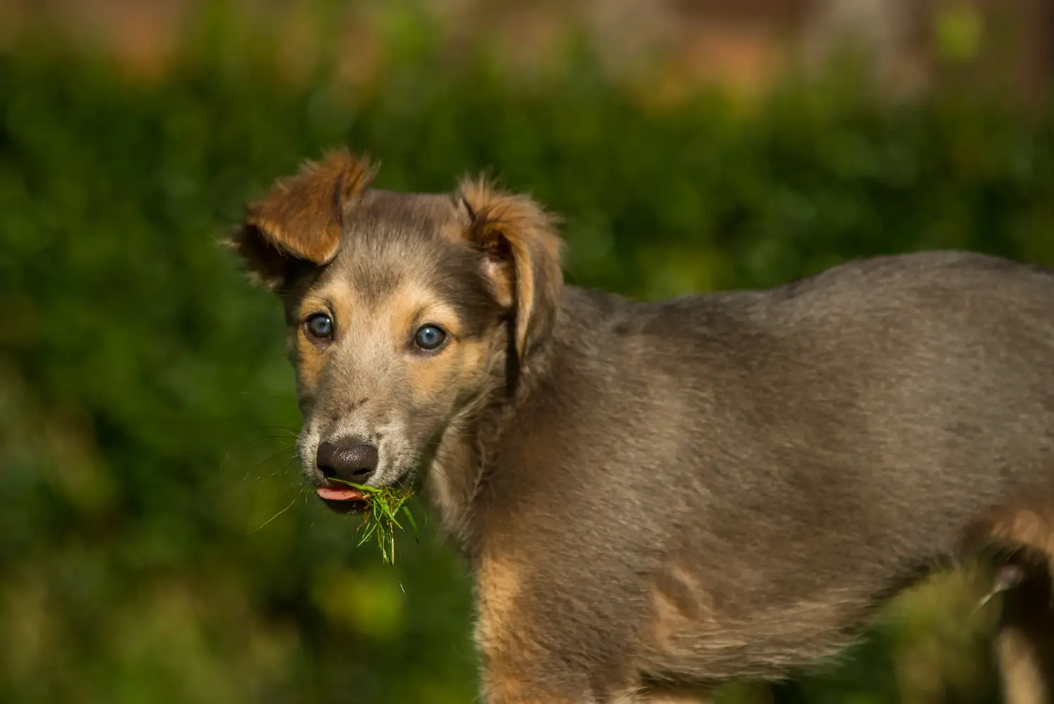 Buying a Silken Windsprite puppy means taking responsibility! Buy Silken Windsprite puppies.