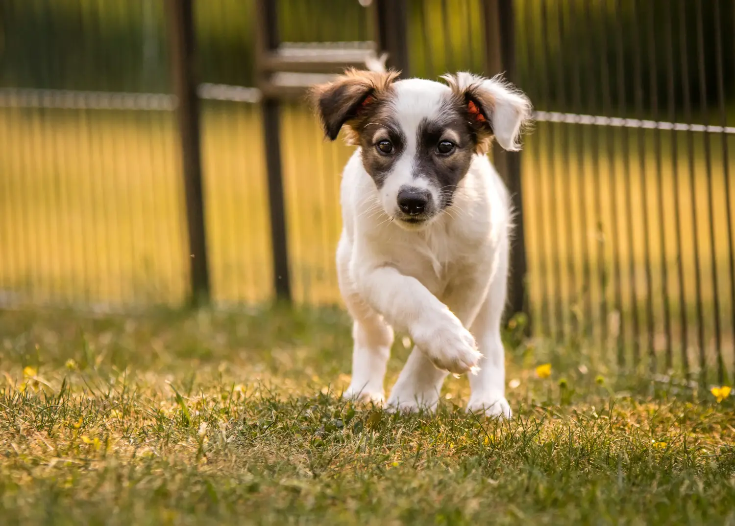 Buying a Silken Windsprite puppy means taking responsibility! Buy Silken Windsprite puppies.