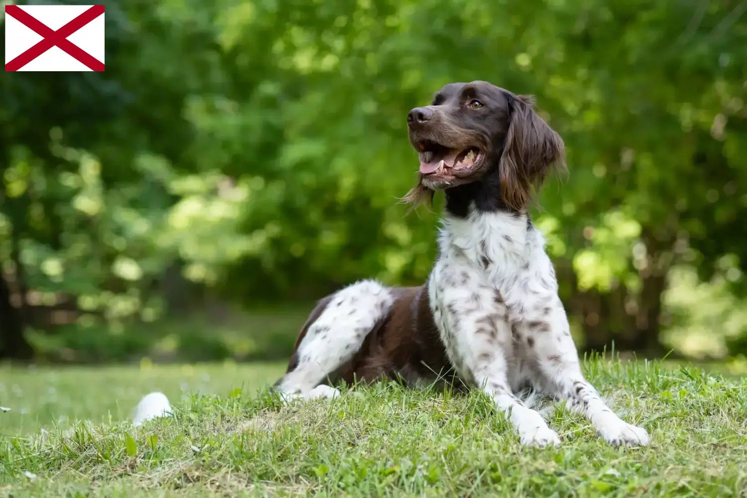 Read more about the article Small Münsterländer breeder and puppies in Alabama