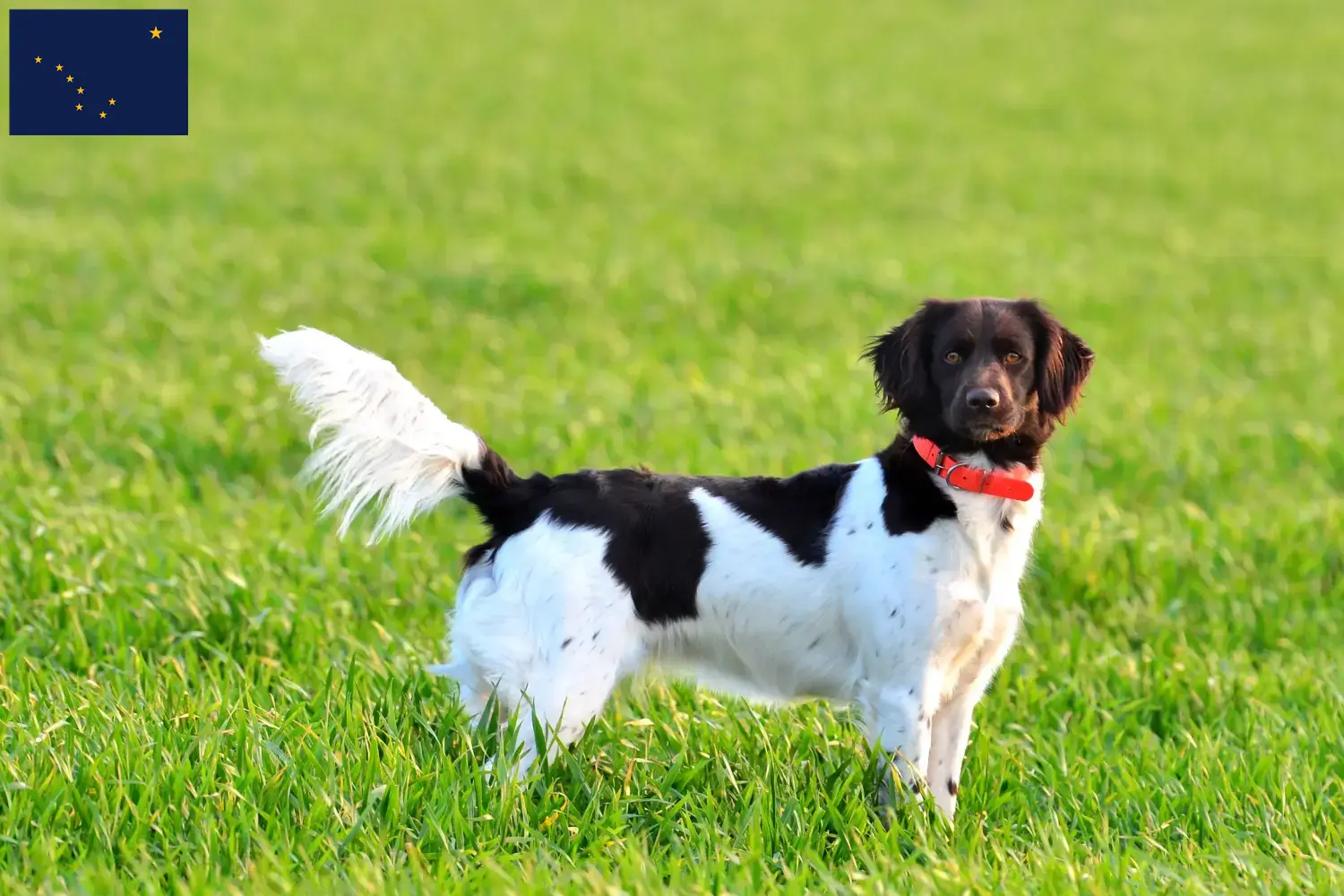 Read more about the article Small Münsterländer breeder and puppies in Alaska