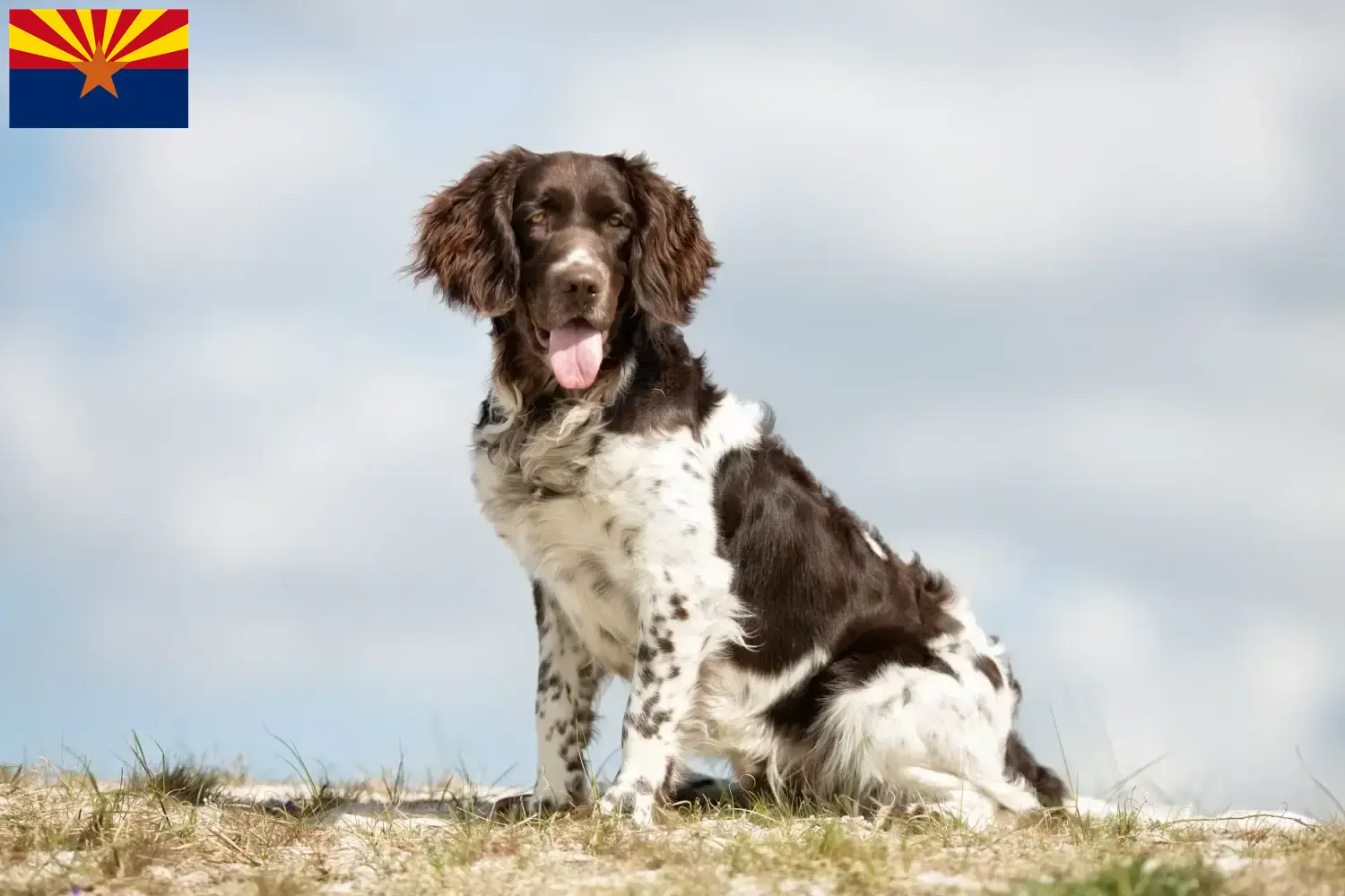 Read more about the article Small Münsterländer breeder and puppies in Arizona