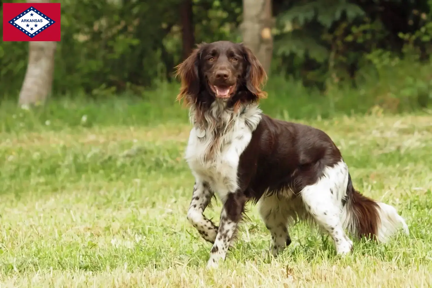 Read more about the article Small Münsterländer breeder and puppies in Arkansas