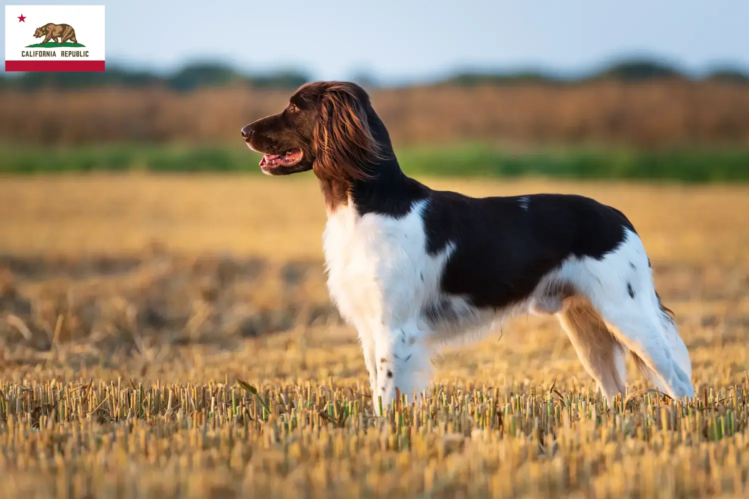 Read more about the article Small Münsterländer breeder and puppies in California