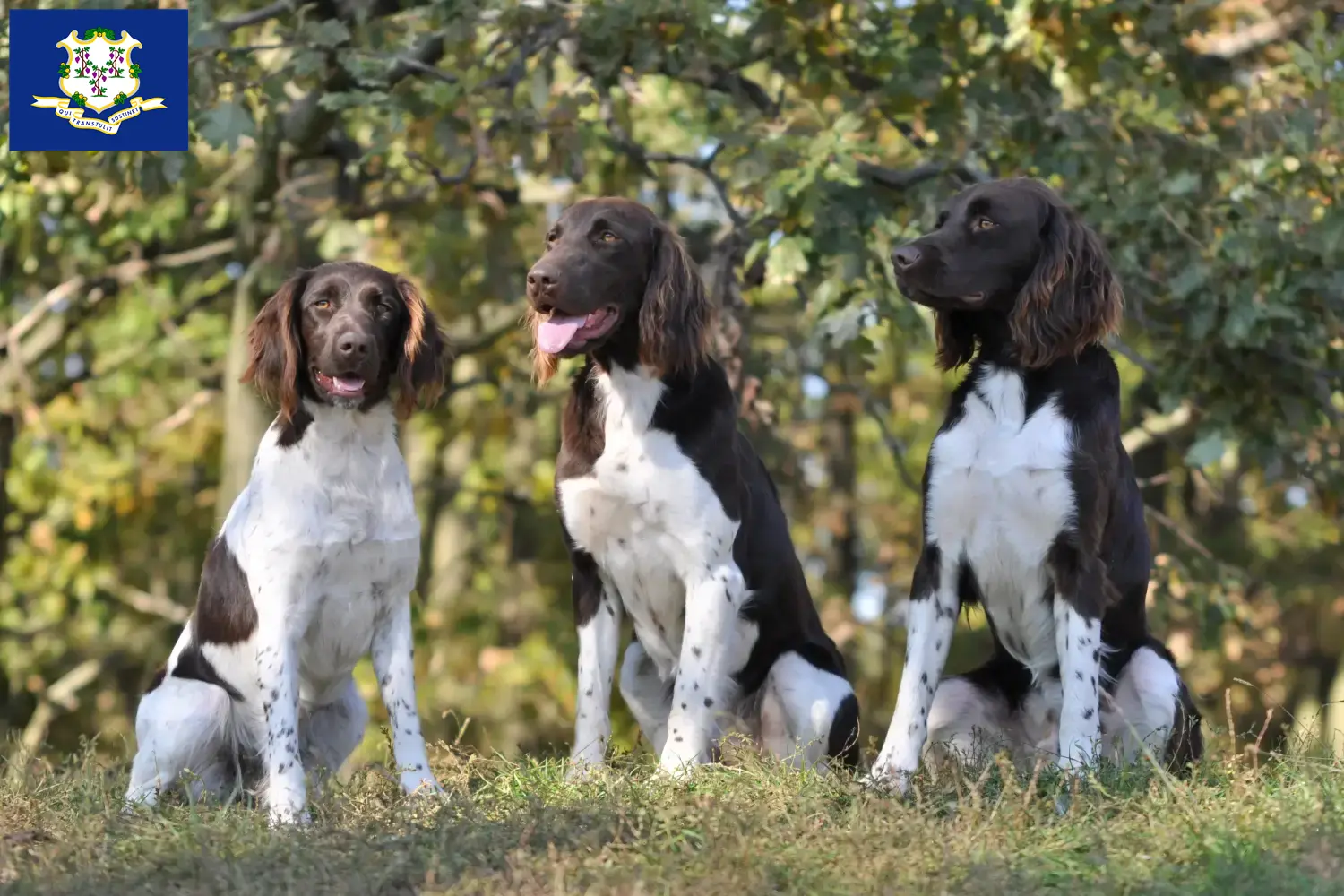 Read more about the article Small Münsterländer breeder and puppies in Connecticut