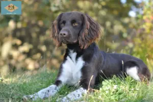 Read more about the article Small Münsterländer breeder and puppies in Delaware