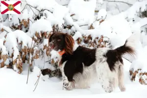 Read more about the article Small Münsterländer breeder and puppies in Florida