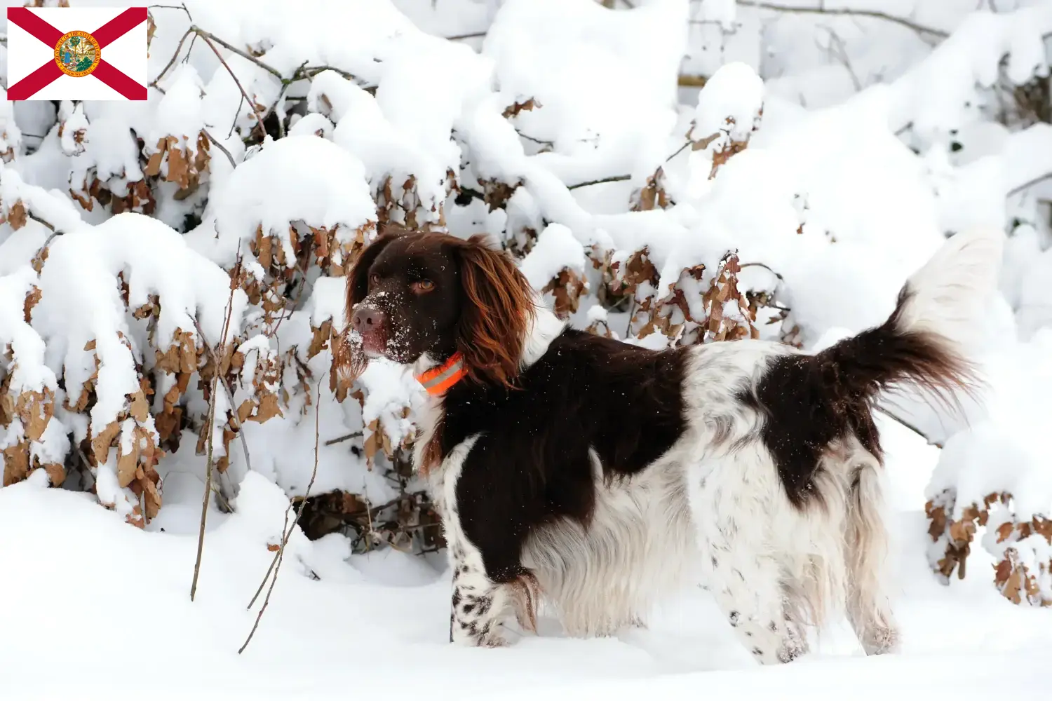Read more about the article Small Münsterländer breeder and puppies in Florida