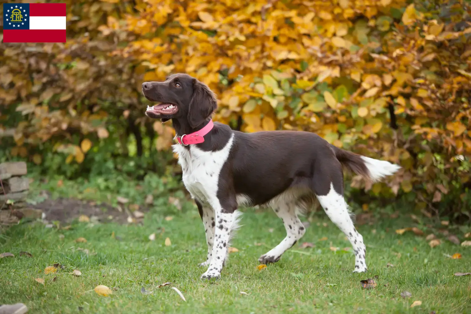 Read more about the article Small Münsterländer breeder and puppies in Georgia