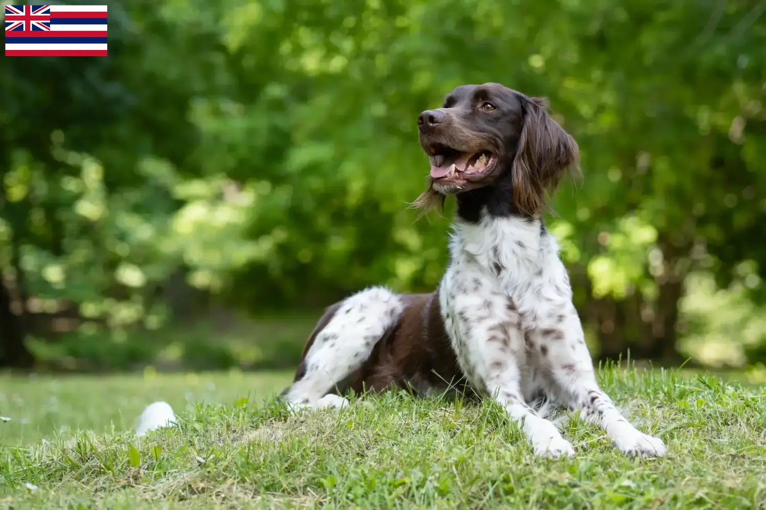 Read more about the article Small Münsterländer breeder and puppies in Hawaii