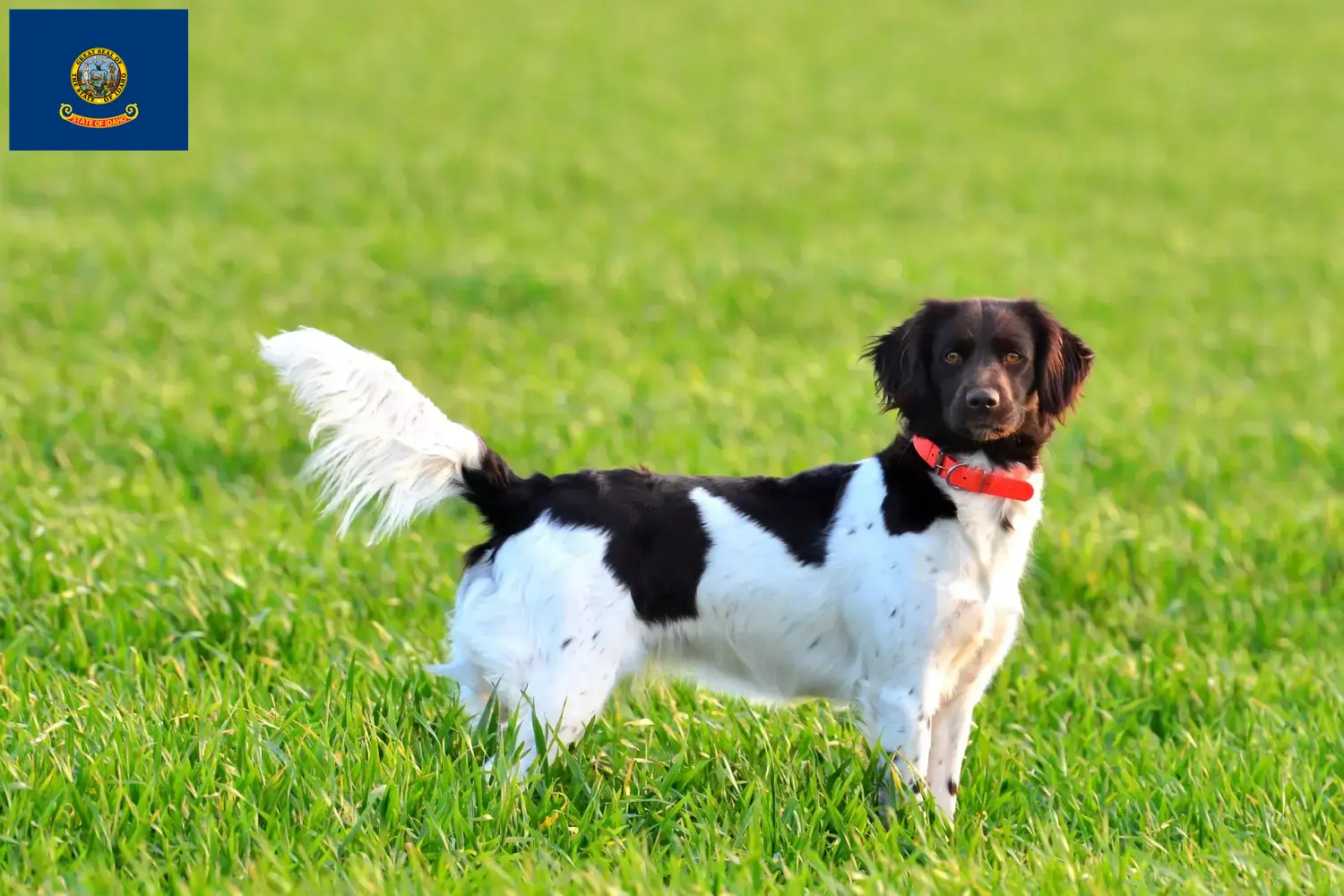 Read more about the article Small Münsterländer breeder and puppies in Idaho