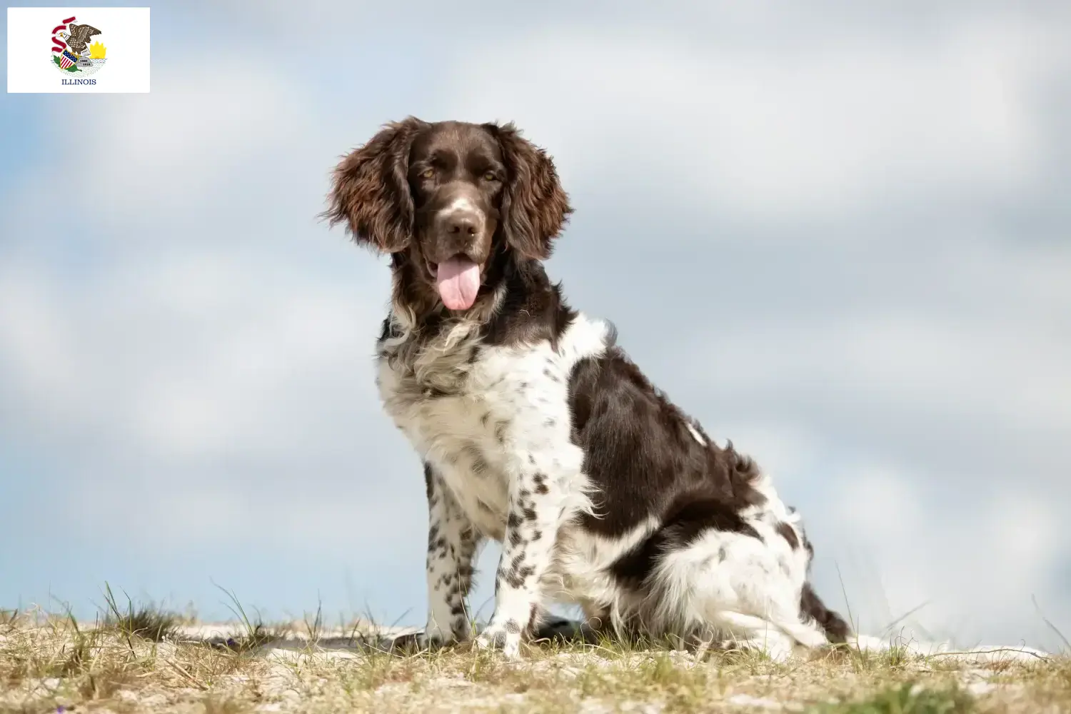 Read more about the article Small Münsterländer breeder and puppies in Illinois