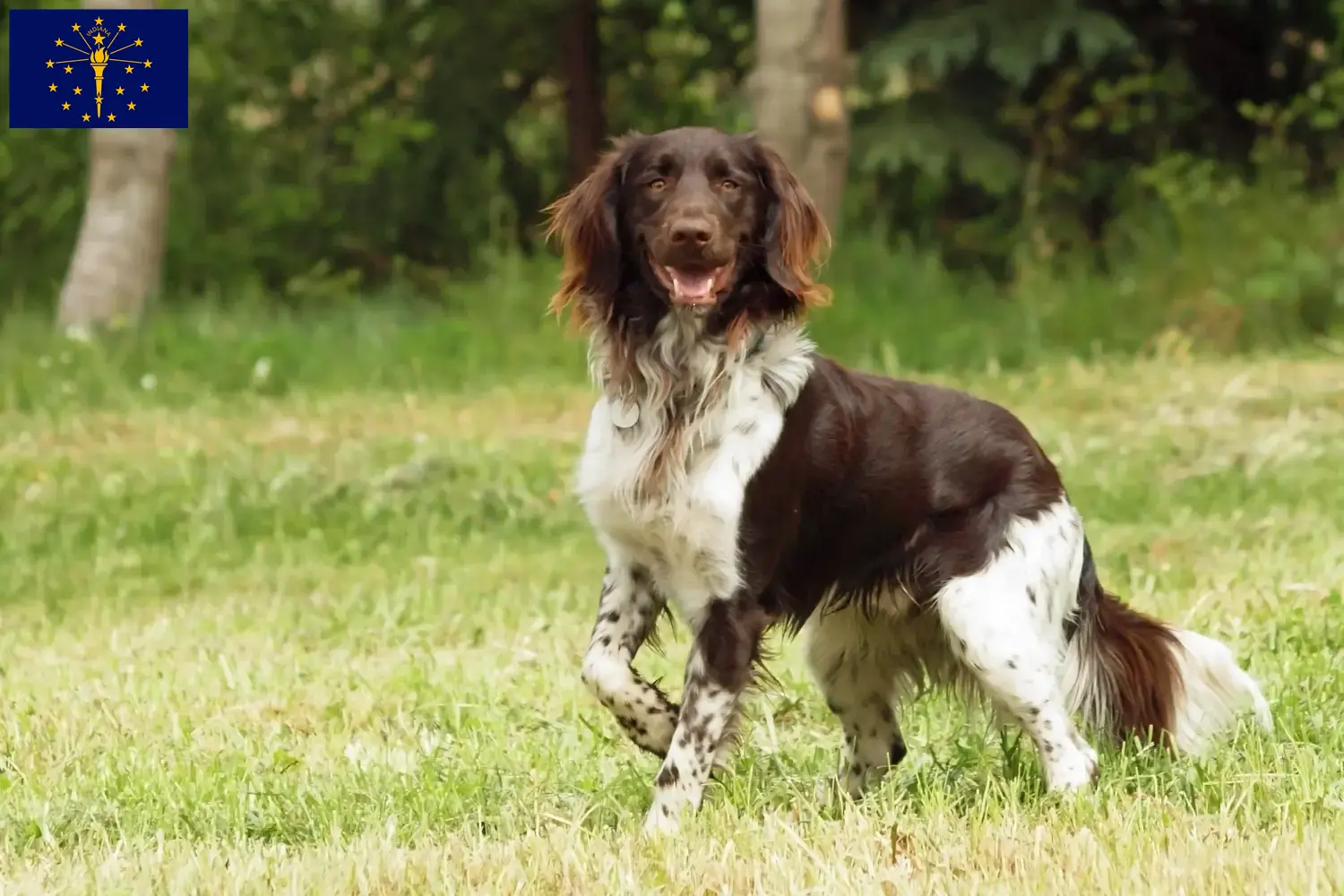 Read more about the article Small Münsterländer breeder and puppies in Indiana