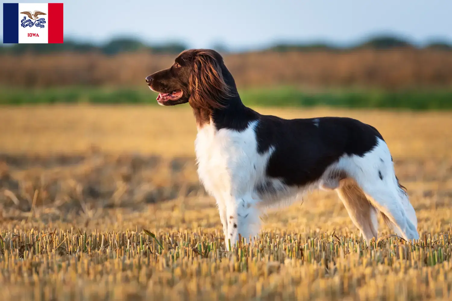 Read more about the article Small Münsterländer breeder and puppies in Iowa