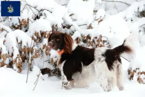 Read more about the article Small Münsterländer breeder and puppies in Maine