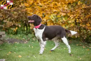 Read more about the article Small Münsterländer breeder and puppies in Maryland