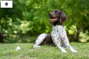 Read more about the article Small Münsterländer breeder and puppies in Massachusetts