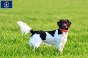 Read more about the article Small Münsterländer breeder and puppies in Michigan