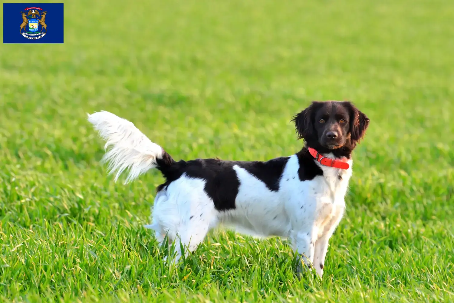 Small Münsterländer puppies and breeder Michigan Find Small Munsterland breeders in Michigan.