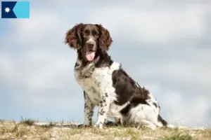 Read more about the article Small Munsterlander breeder and puppies in Minnesota