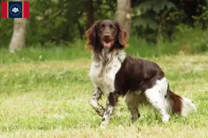 Read more about the article Small Münsterländer breeder and puppies in Mississippi