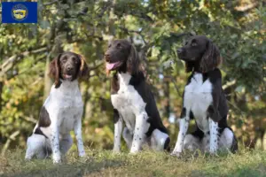 Read more about the article Small Münsterländer breeder and puppies in Nebraska
