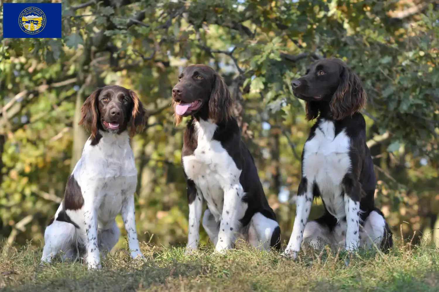 Small Münsterländer puppies and breeder Nebraska Find Small Munsterland breeders in Nebraska.
