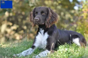 Read more about the article Small Münsterländer breeder and puppies in Nevada