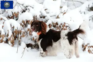 Read more about the article Small Münsterländer breeder and puppies in New Hampshire