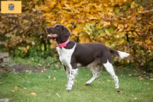 Read more about the article Small Münsterländer breeder and puppies in New Jersey