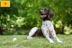 Read more about the article Small Münsterländer breeder and puppies in New Mexico