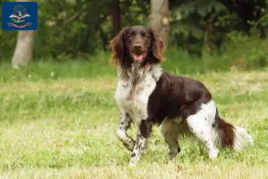 Read more about the article Small Münsterländer breeder and puppies in North Dakota