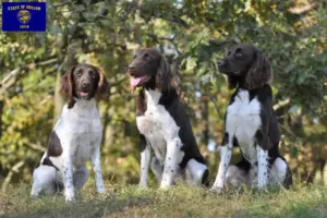 Read more about the article Small Münsterländer breeder and puppies in Oregon