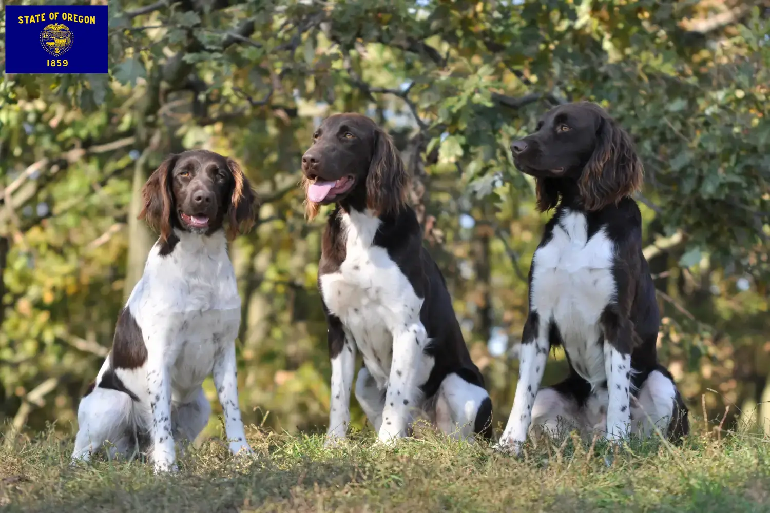 Small Münsterländer puppies and breeder Oregon Here you can find Kleine Münsterländer breeders in Oregon.