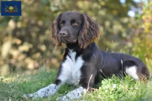 Read more about the article Small Münsterländer breeder and puppies in Pennsylvania