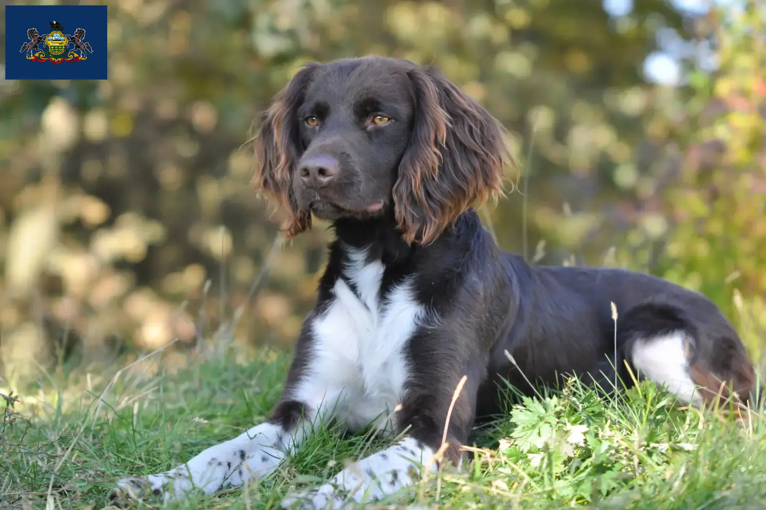 Small Münsterländer puppies and breeder Pennsylvania Find Small Munsterlander breeders in Pennsylvania.