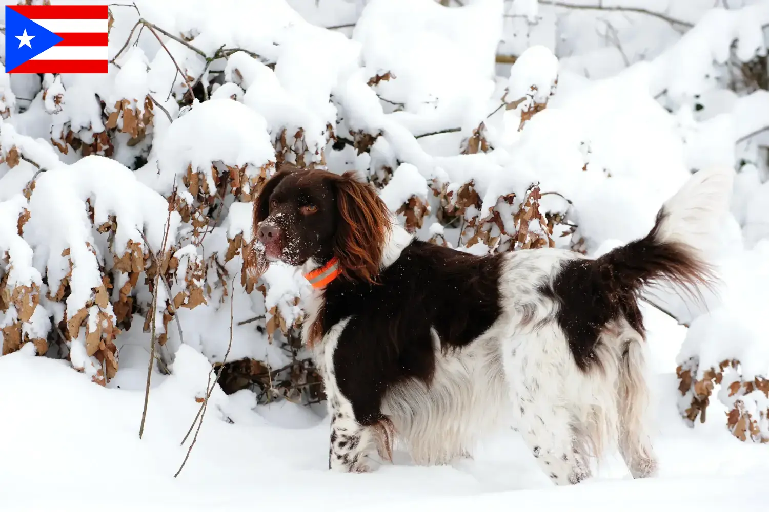 Small Münsterländer puppies and breeder Puerto Rico Here you can find Kleine Münsterländer breeders in Puerto Rico.