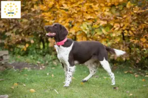 Read more about the article Small Münsterländer breeder and puppies in Rhode Island