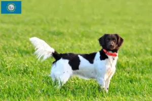Read more about the article Small Münsterländer breeder and puppies in South Dakota