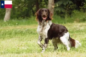 Read more about the article Small Münsterländer breeder and puppies in Texas