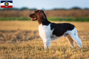 Read more about the article Small Münsterländer breeder and puppies in Utah