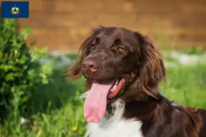 Read more about the article Small Münsterländer breeder and puppies in Vermont