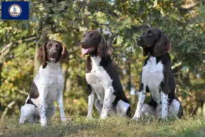 Read more about the article Small Münsterländer breeder and puppies in Virginia