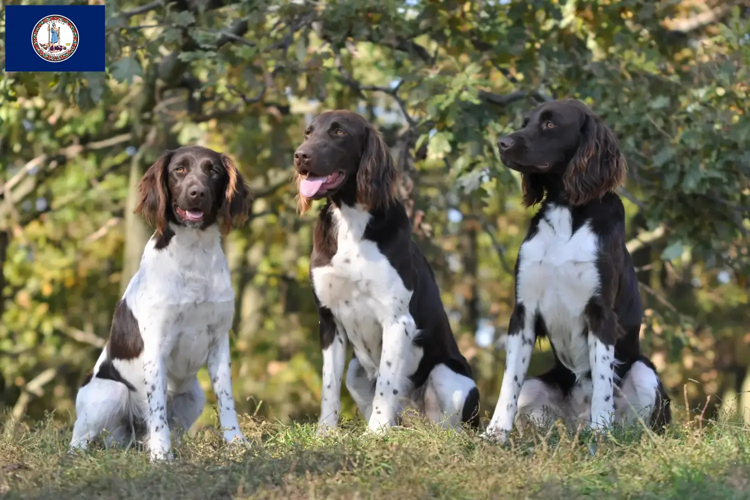 Small Münsterländer puppies and breeder Virginia Find Kleine Münsterländer breeders in Virginia.