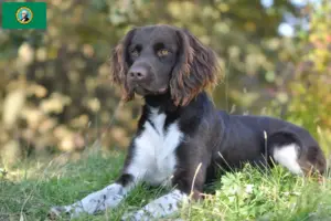 Read more about the article Small Münsterländer breeder and puppies in Washington