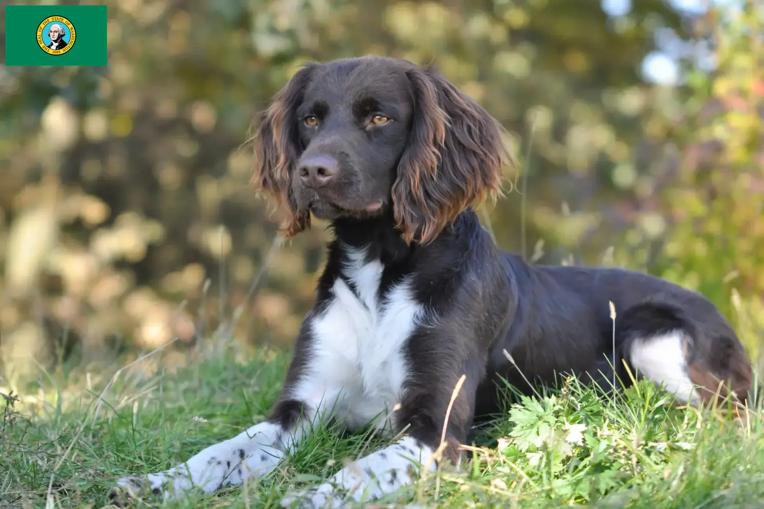 Small Münsterländer puppies and breeder Washington Here you can find Kleine Münsterländer breeders in Washington.