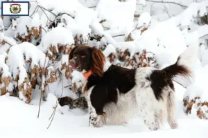 Read more about the article Small Münsterländer breeder and puppies in West Virginia