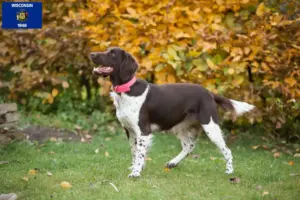 Read more about the article Small Münsterländer breeder and puppies in Wisconsin