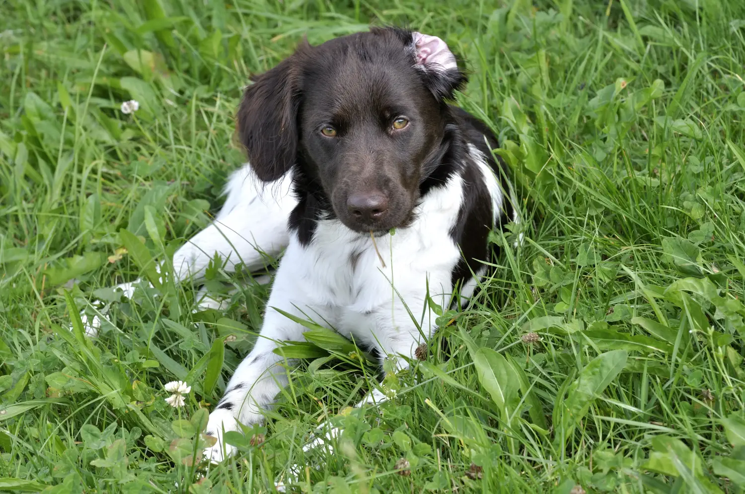Buying a Kleiner Münsterländer puppy means taking responsibility! Buy small Münsterländer puppies.